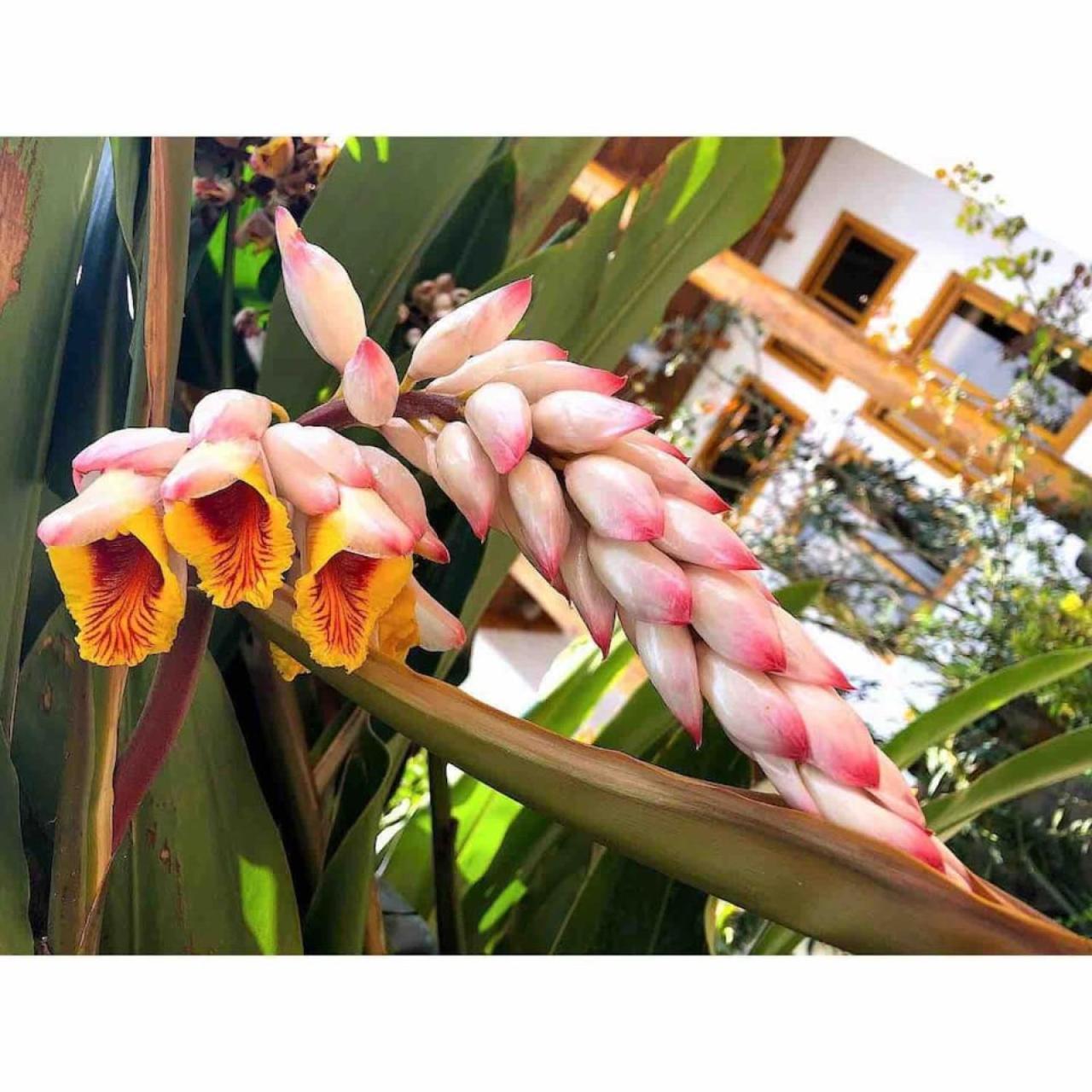 Apartment Casa De Angeles San Marcos Atitlan Lakefront Retreat